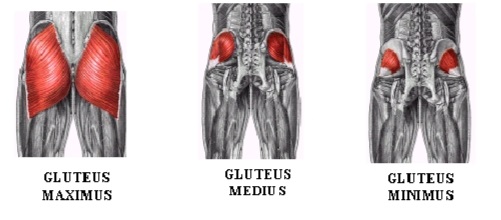 gluteus