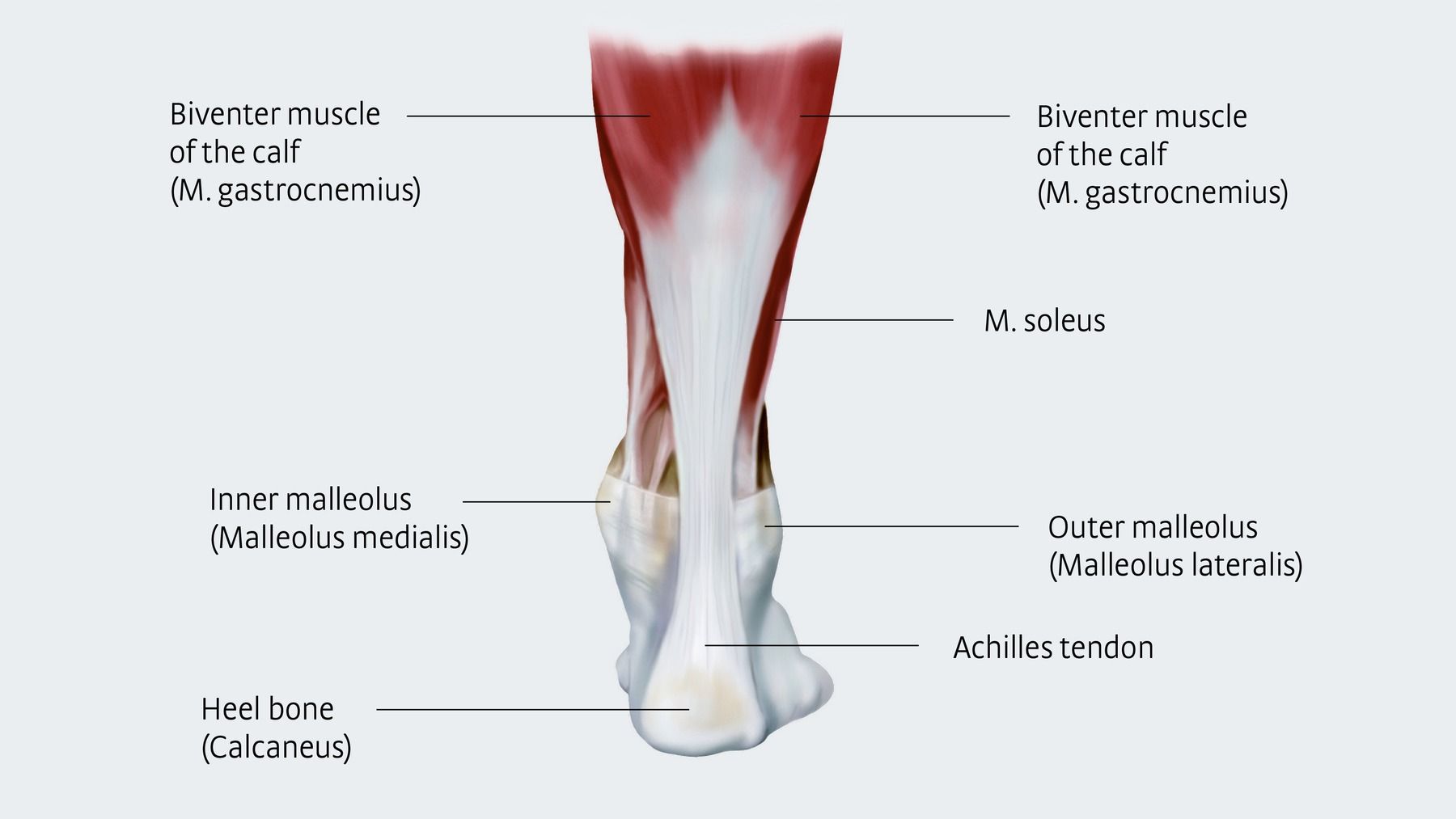 Achilles Tendon Pain Comfort Health Physiotherapy Clinic Clifton